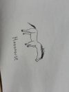 horse.jpg