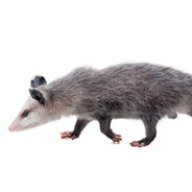 possum like you see em