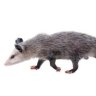 possum like you see em
